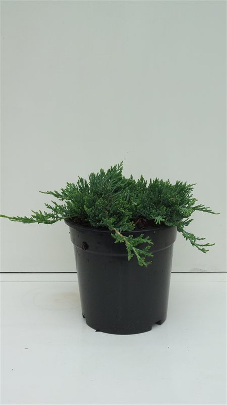 Juniperus h. 'Wiltonii' - C3 25-30 CM